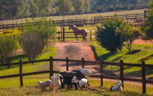 Como gerenciar uma fazenda